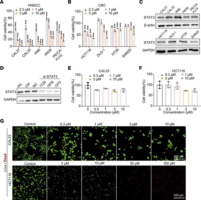 TSM-1 inhibited tumor cell proliferation and viability.
(A and B) HNSCC ...