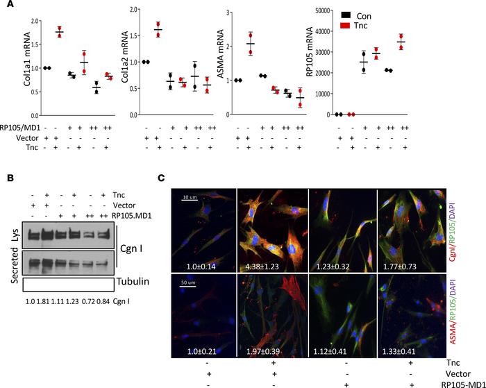 RP105 inhibited TLR4-dependent profibrotic responses.
Human foreskin fib...
