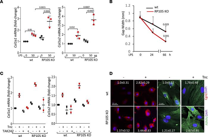 Lack of RP105 accentuates TLR4-dependent profibrotic responses.
(A and B...