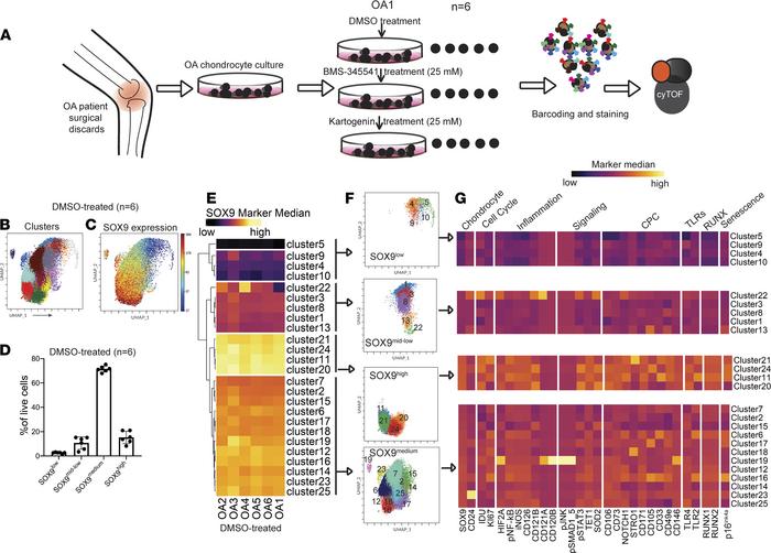 Stratification of OA chondrocytes based on SOX9 expression.
(A) Schemati...