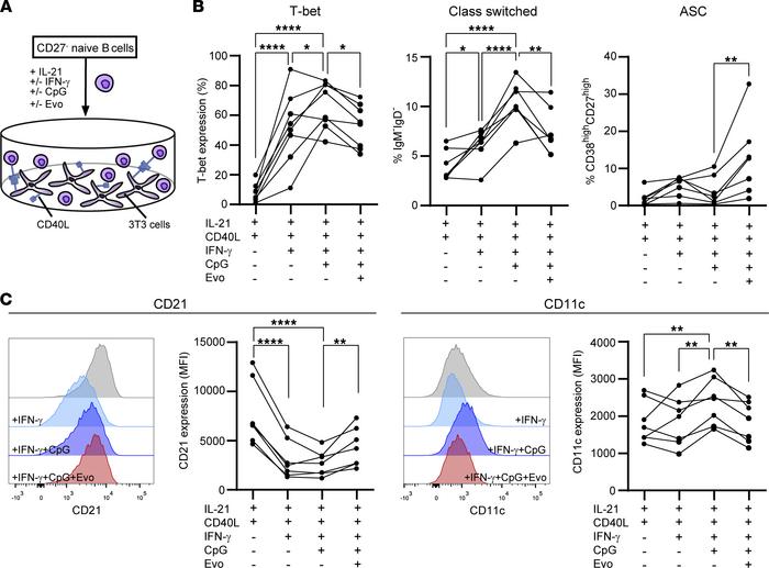 Evobrutinib interferes with the differentiation of T-bet+ class-switched...