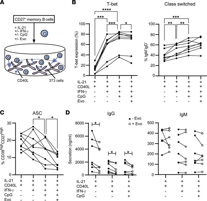 In vitro memory B cell differentiation into antibody-secreting cells is ...