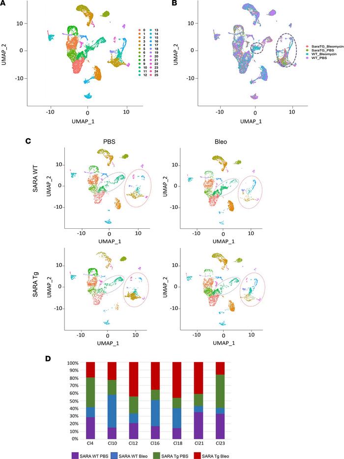 scRNA-Seq analysis of PDGFR-β+ cells and subcluster distribution.
PDGFR-...