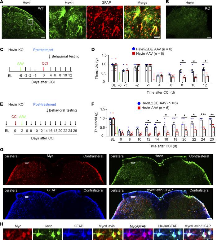 Expression of hevin in spinal astrocytes by intraspinal hevin-AAV reinst...