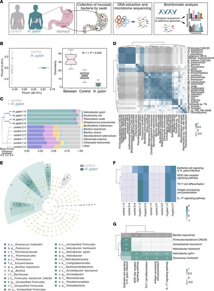 Composition and immune-related functions of the gastric microbiome in HP...