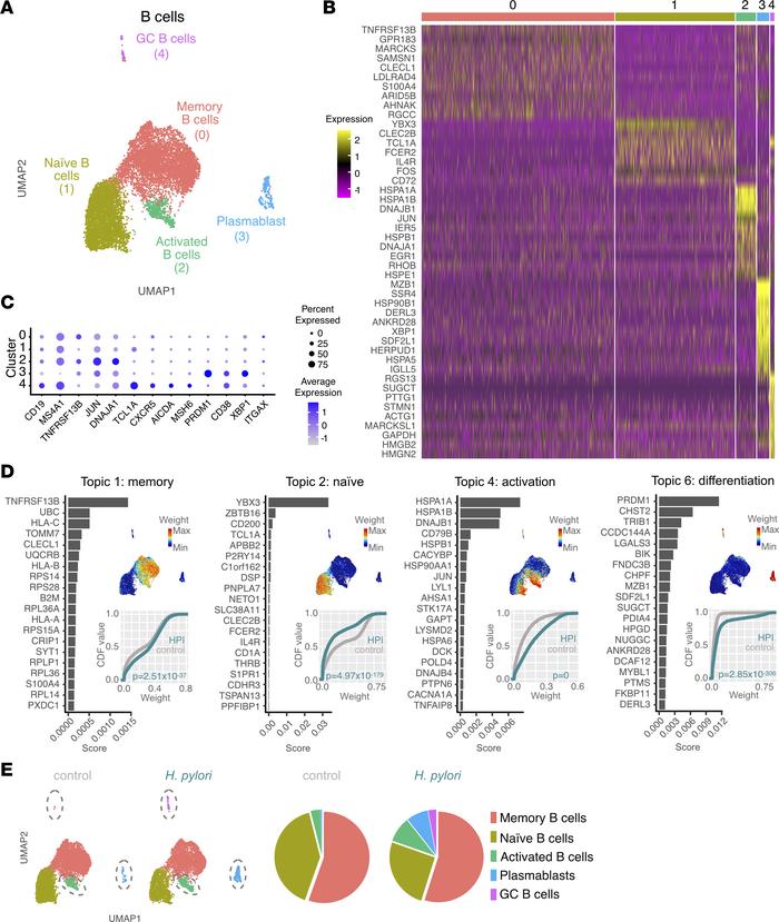 B cell activation and plasmablast differentiation are enhanced in HPI ga...