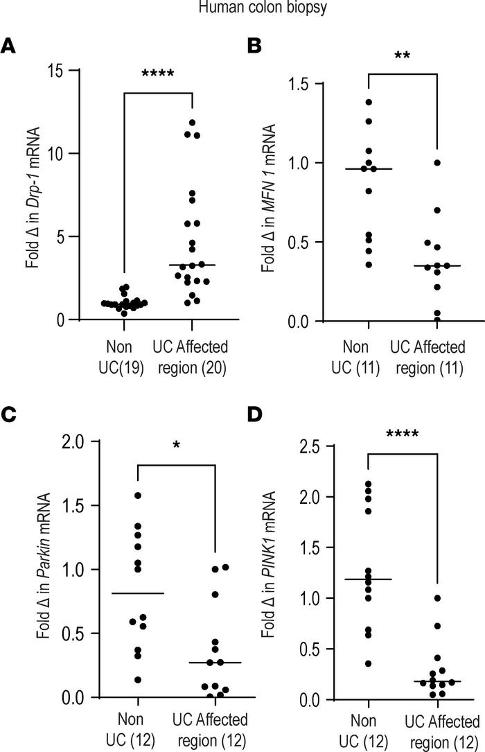 Patients with UC have higher mitochondrial fission and reduced mitophagy...