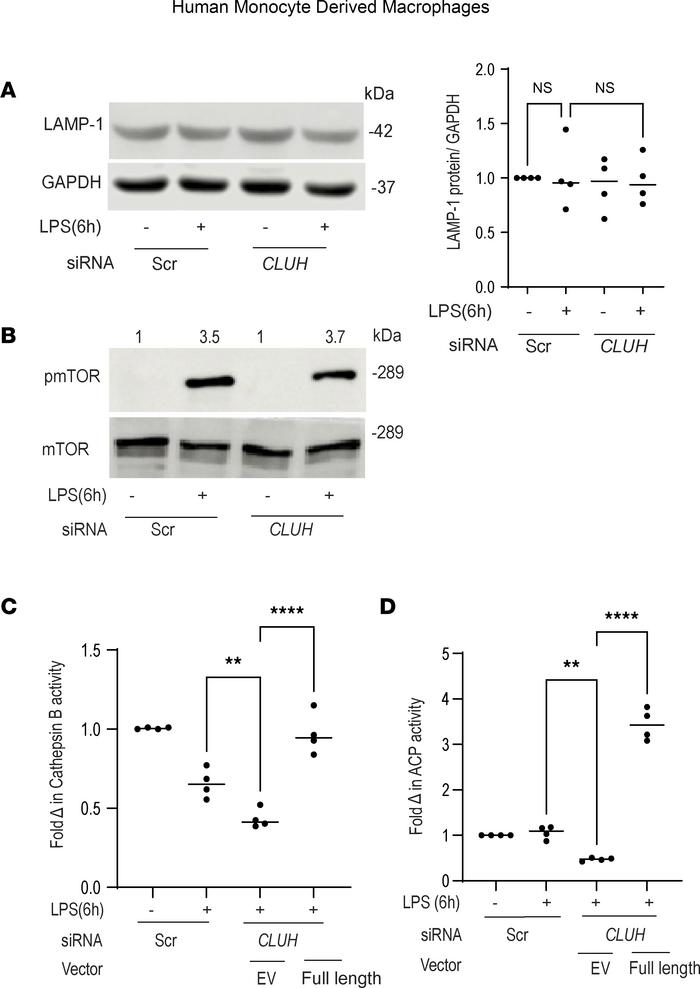 Reduced lysosomal activity is observed after CLUH knockdown.
Human MDMs ...