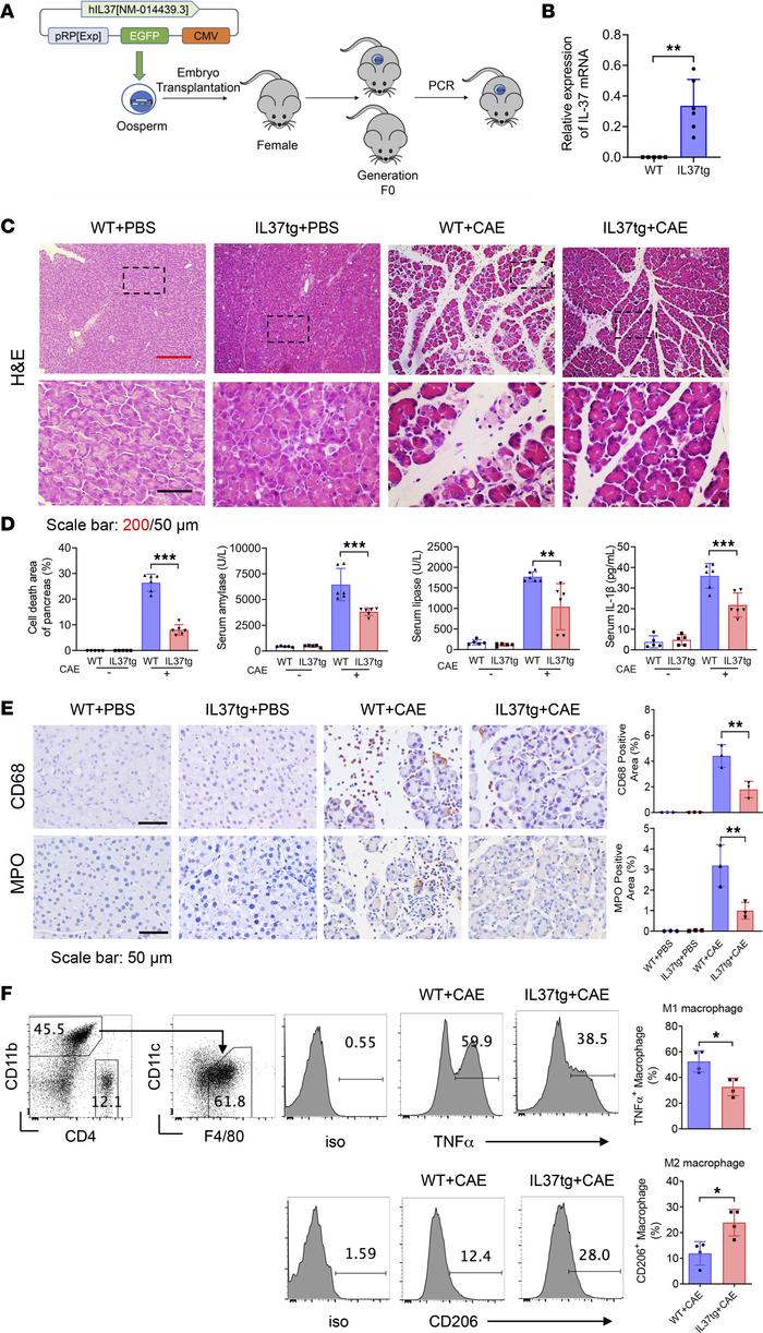 Reduced severity of experimental AP in IL37tg mice.
(A) Schematic diagra...