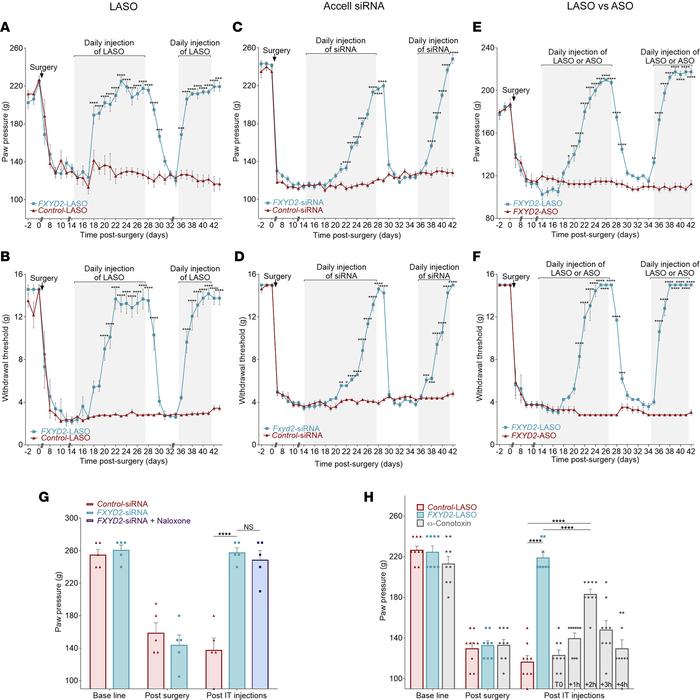 FXYD2 inhibition by intrathecal injection of FXYD2-LASO or FXYD2-Accell ...