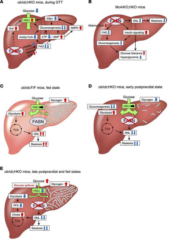 Proposed mechanisms by which hepatic FASN deficiency in NCD-fed ob/ob or...