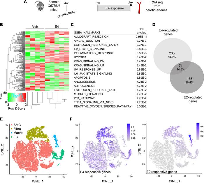E4 displays a specific transcriptional program that differs from E2 in c...