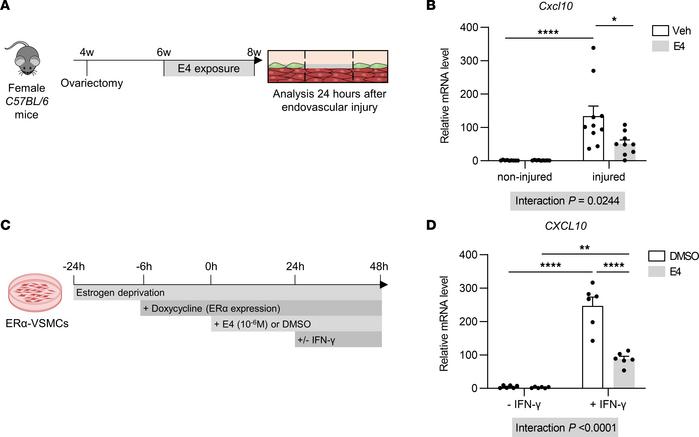 E4 treatment decreases Cxcl10 mRNA levels in vivo in injured carotid art...