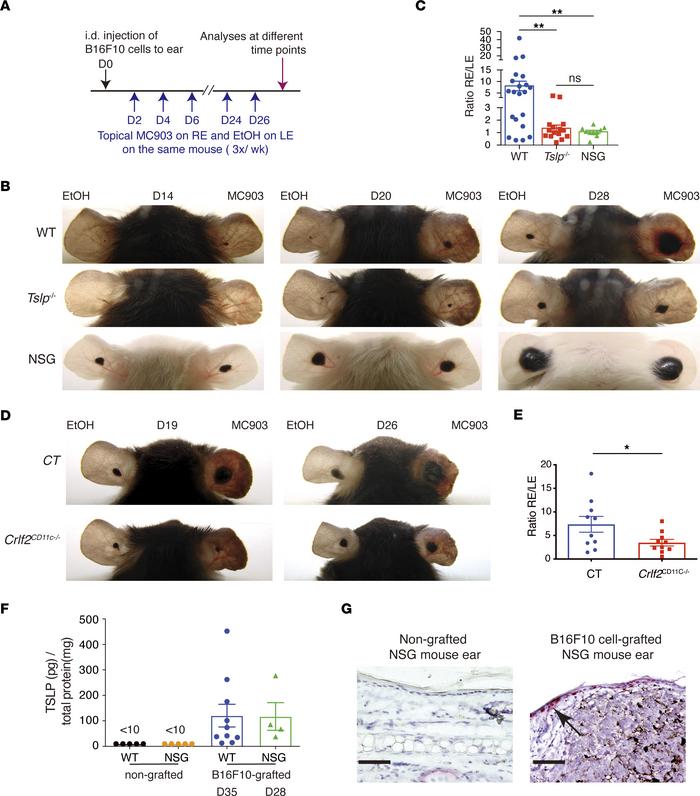 Crosstalk of B16F10 melanoma cells, keratinocytes, and immune cells.
(A–...