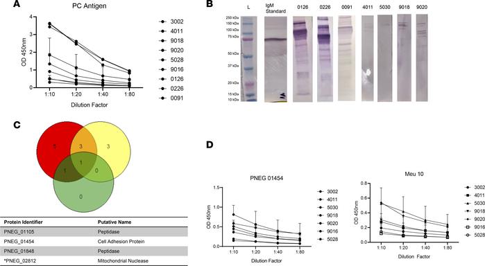 IgM responses to Pneumocystis antigens in human cord blood.
(A) Anti-Pne...