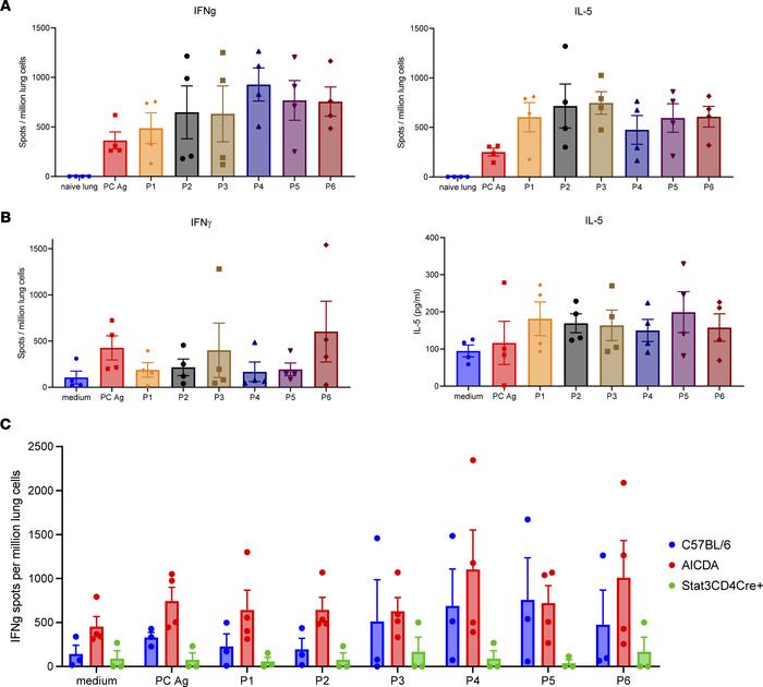 
Pneumocystis-specific T cell responses after PC infection in mice.
(A) ...