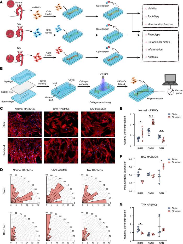 Construction of the human aortic microphysiological model.
(A) Schematic...