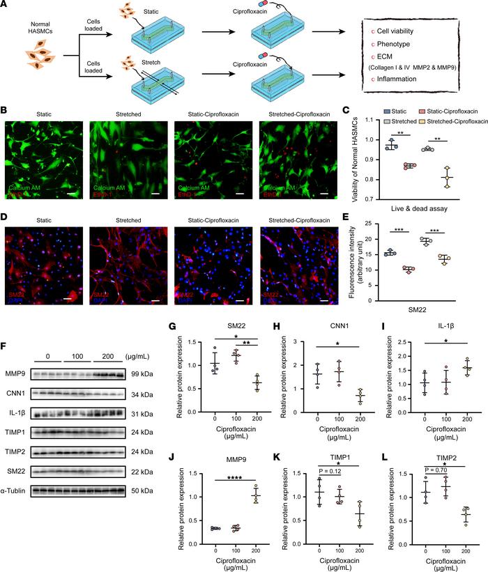 Ciprofloxacin induced ECM degradation and upregulated inflammation in th...