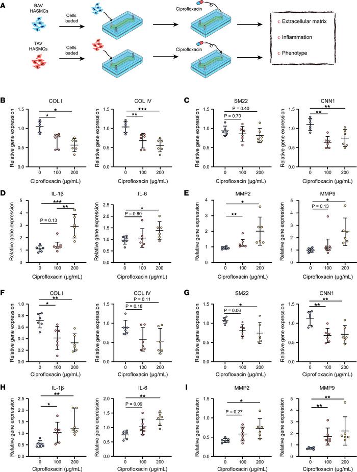 HASMCs derived from patients with BAV- and TAV-associated TAAs showed in...