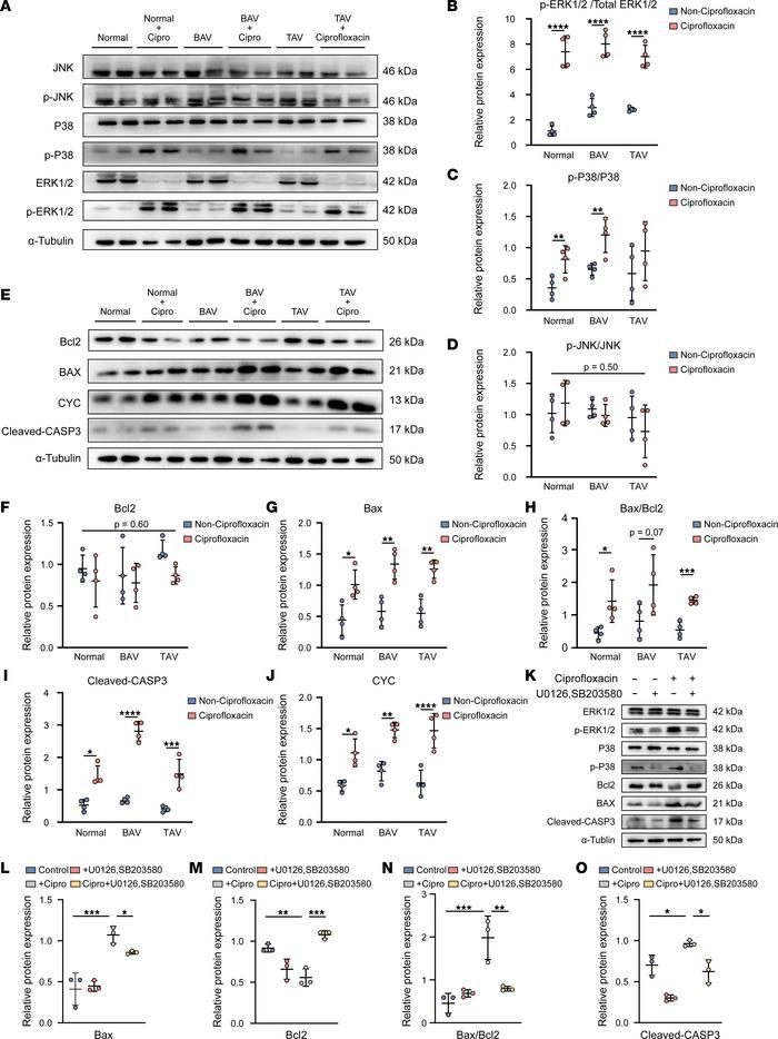 Ciprofloxacin (200 μg/mL) exacerbated the apoptosis of the HASMCs via th...