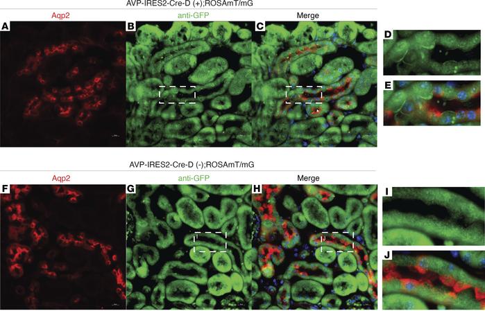 
Avp is expressed in mouse collecting duct cells in vivo.
When crossed w...
