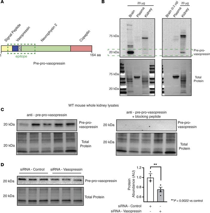 Preprovasopressin was found in mouse brain and kidney.
(A) Our custom an...