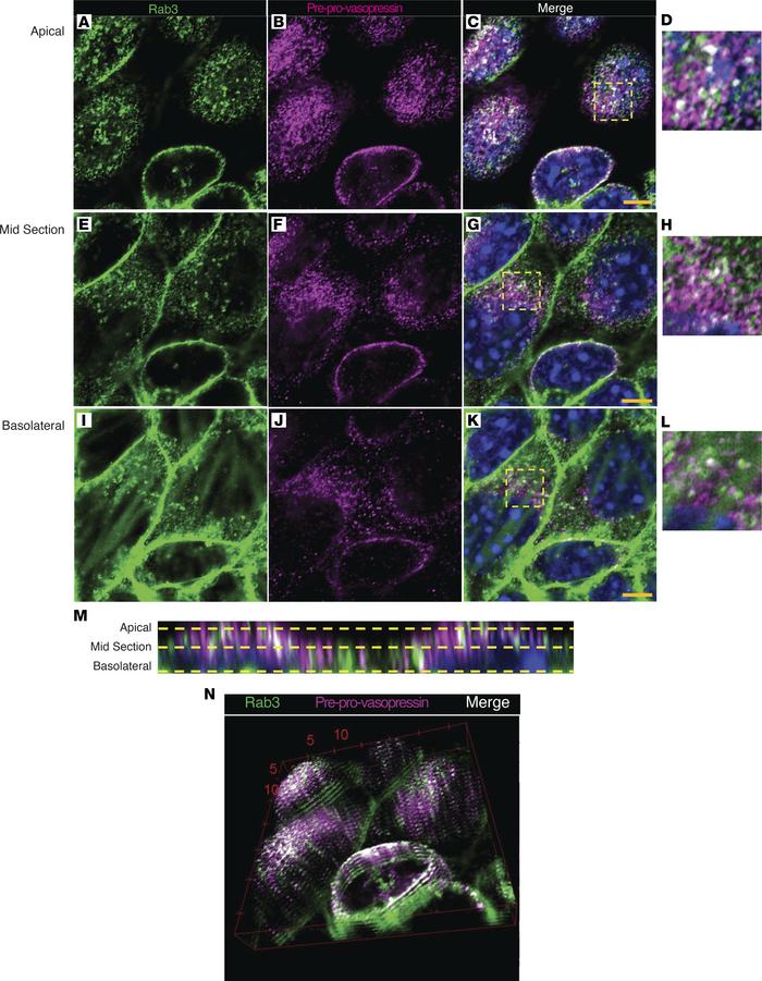 Preprovasopressin is found in Rab3-positive vesicles in vitro.
(A–K) Sup...