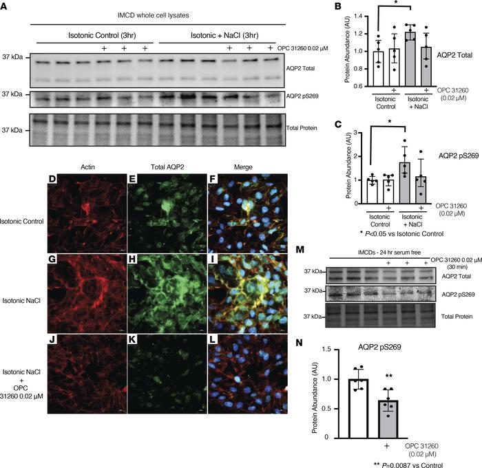 Inner medullary collecting duct cell medium ligand modifies AQP2 express...