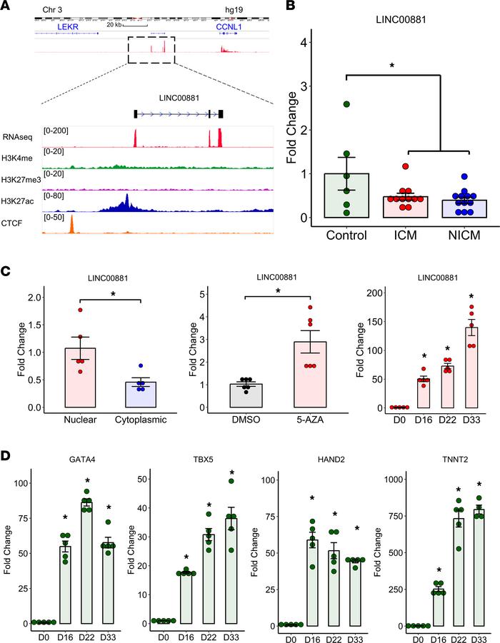 
LINC00881 is a cardiomyocyte lineage-specific super-enhancer lincRNA.
(...