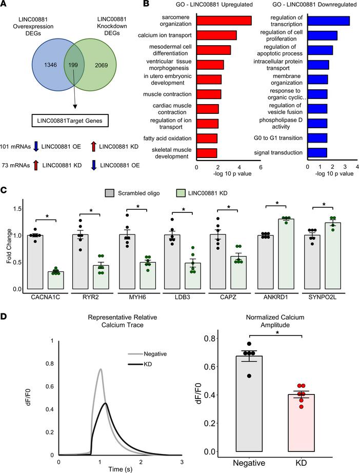 
LINC00881 is an essential regulator of cardiomyocyte calcium cycling.
(...