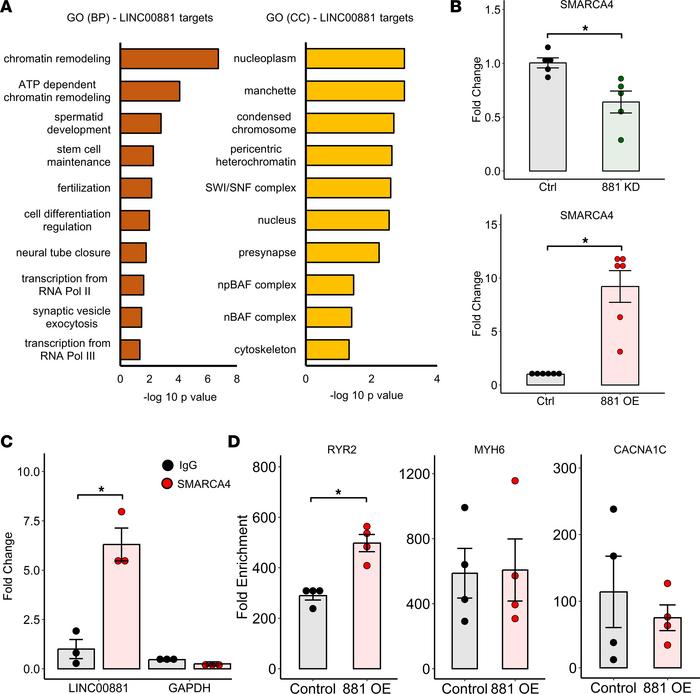 
LINC00881 regulates chromatin remodeling in human cardiomyocytes.
(A) G...