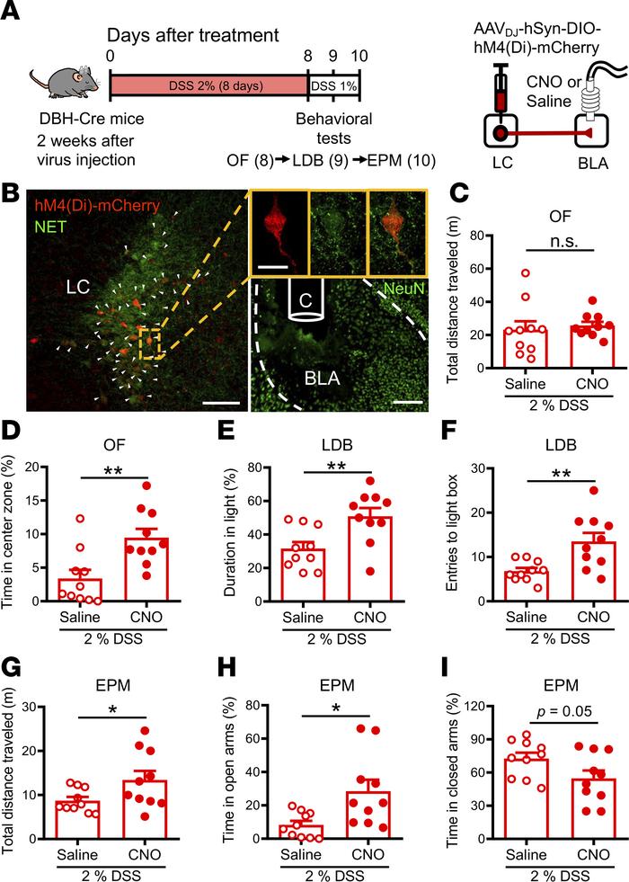 Chemogenetic inhibition of LC-NE projections to the BLA reduces anxiety-...