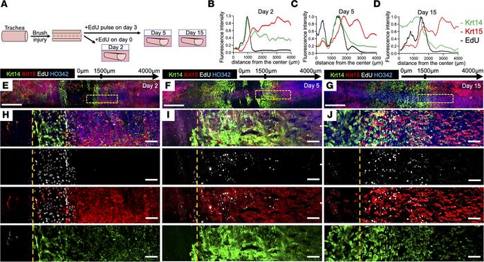 Krt14 is upregulated at the edges of a regenerating wound ex vivo.
(A) E...