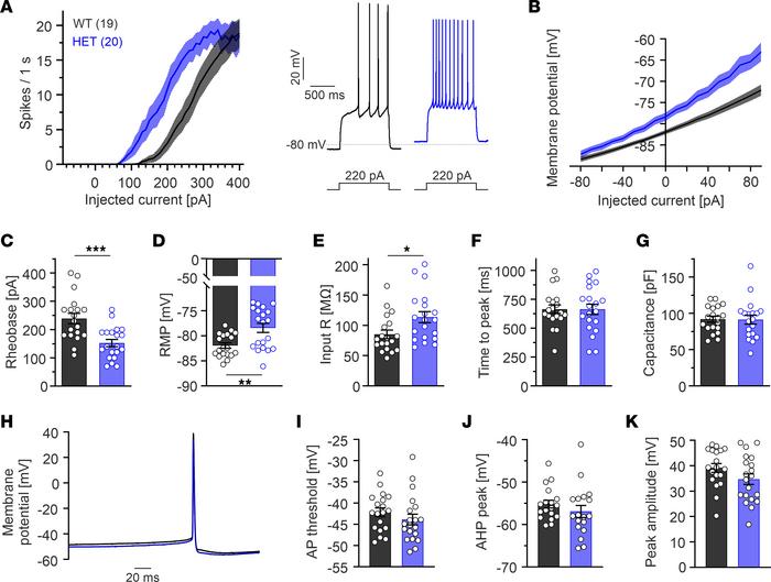 Striatal medium spiny neurons (MSNs) from HET Cav1.3AG mice are hyperexc...