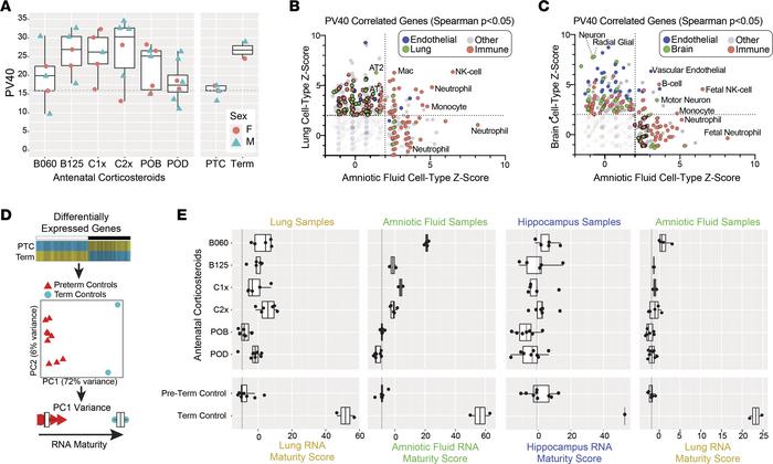 In silico tissue maturation analysis predicts optimal corticosteroid reg...