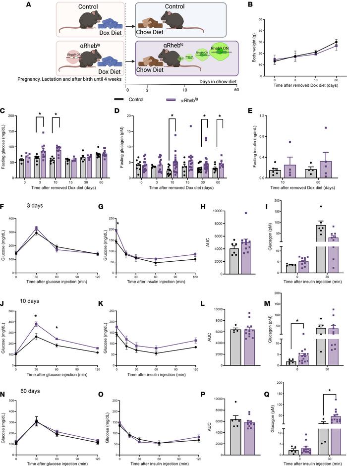 Postnatal induction of hyperglucagonemia results in transient fasting hy...