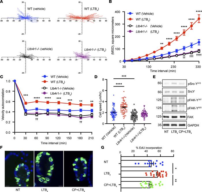BLT1 activation promotes migration and proliferation of IECs.
(A–D) Migr...