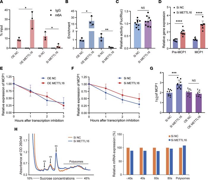 METTL16 regulates MCP1 m6A modification and its mRNA stability.
(A and B...