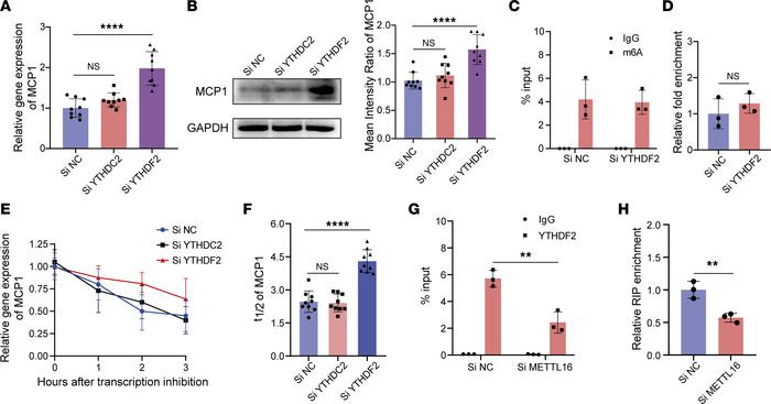 METTL16 accelerates MCP1 mRNA degradation through YTHDF2.
(A) Relative M...