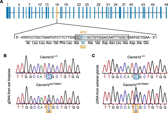 Generation of Cacna1dIle772Met/+ mice.
(A) Topology of the Cacna1d gene ...