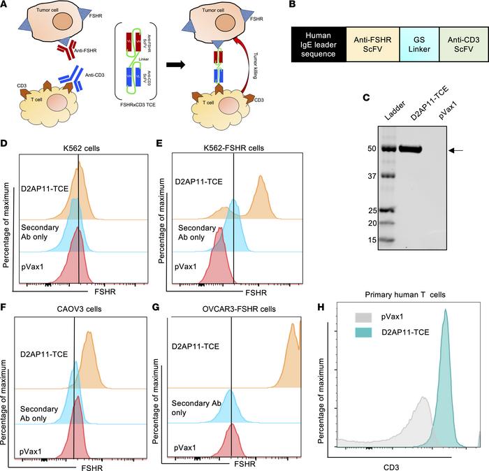 Generation, expression, and antitumor activity of D2AP11-TCE.
(A) Cartoo...