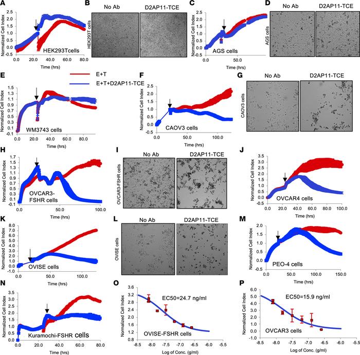 D2AP11-TCE induces specific killing of target OC cells.
Assessment of th...