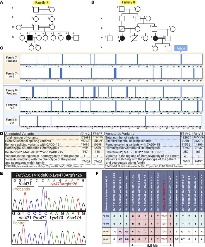 Pedigrees of families 7 and 8, HM, genetic analysis, and haplotype mappi...