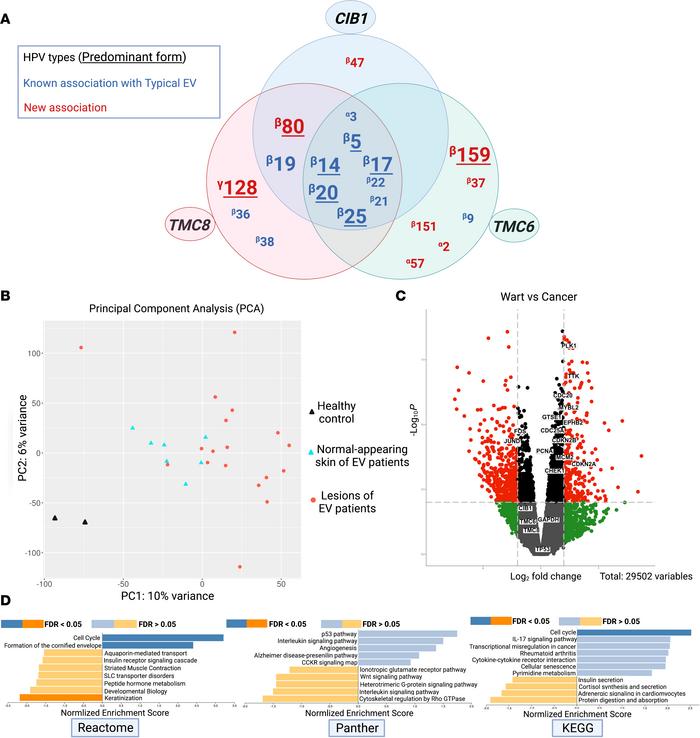 Viral repertoire and transcriptomic analysis by gene set enrichment anal...