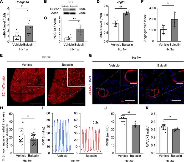 Increased angiogenic response and ameliorated PH upon PGC-1α activation ...