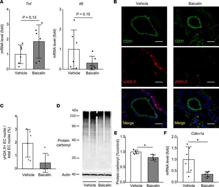Suppressed Hx-induced cellular senescence of ECs upon PGC-1α activation ...