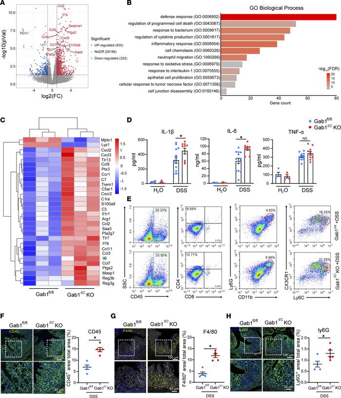 Loss of Gab1 in IECs exacerbates inflammatory response in vivo.
Gab1fl/f...