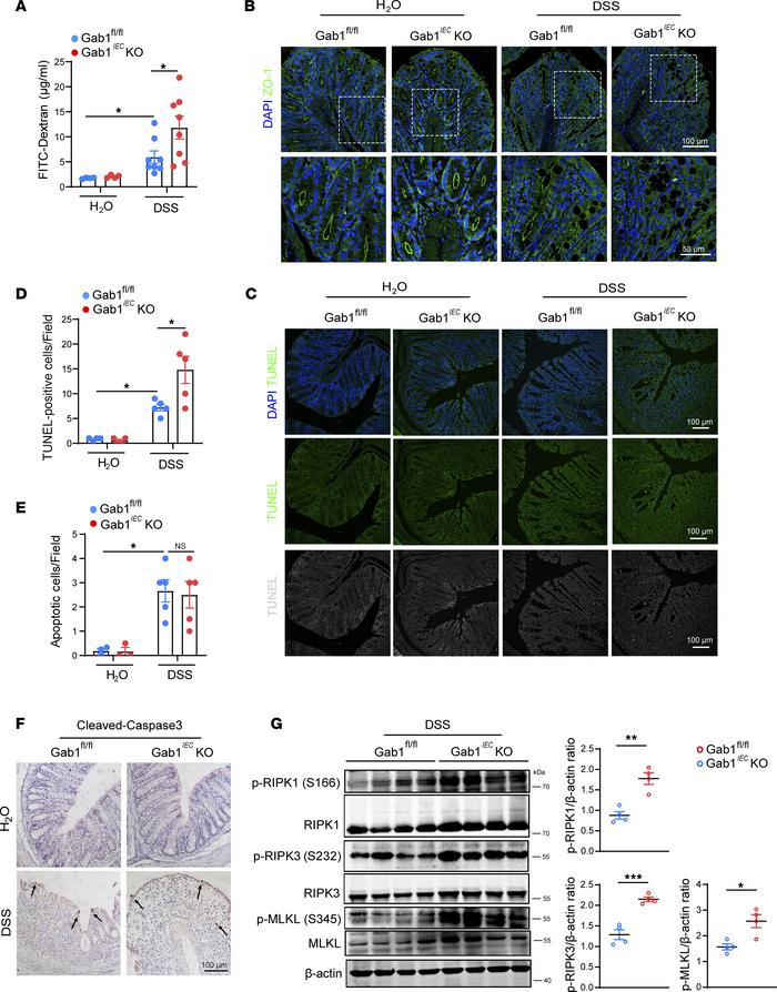 Gab1 maintains intestinal epithelial integrity by restricting aberrant n...