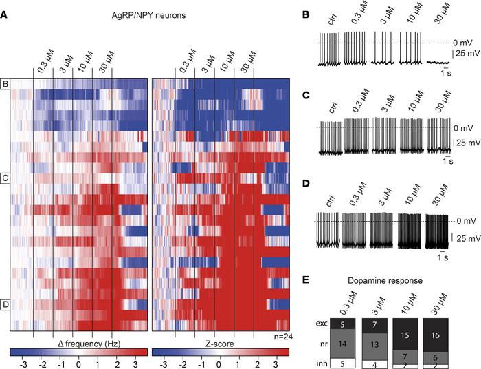 Effects of dopamine on AgRP/NPY neurons.
(A) Heatmap of 24 perforated pa...