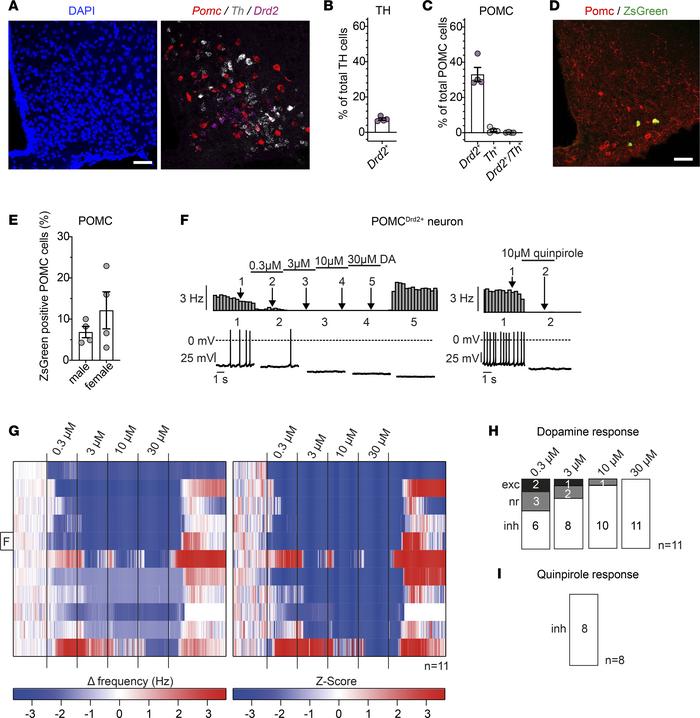 Combinatorial use of Cre and Dre recombinases allows for intersectional ...